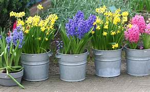 flowers in buckets