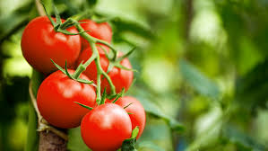 six, plump, healthy tomatoes growing on a plant